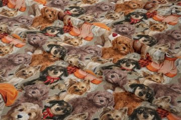 Sevimli Köpekler Poodle,Cocker, Shih Tzu