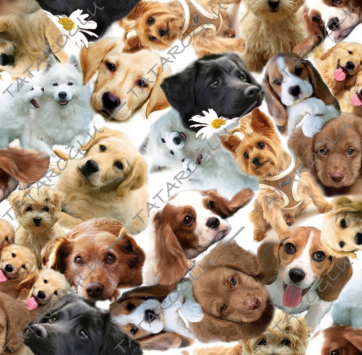Karışık Köpek Desenleri Dijital Baskılı Kumaş