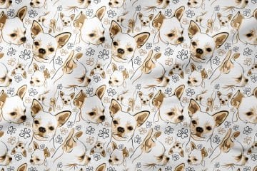 Kahve Tonlu Chihuahua Köpeği